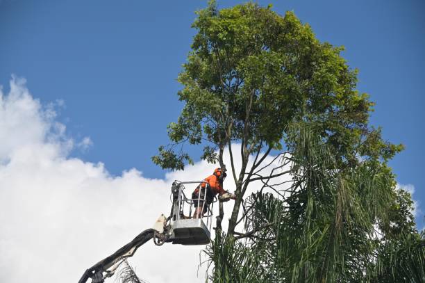 Best Arborist Consultation Services  in Ford City, CA