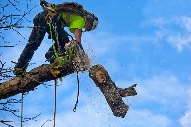 How Our Tree Care Process Works  in  Ford City, CA