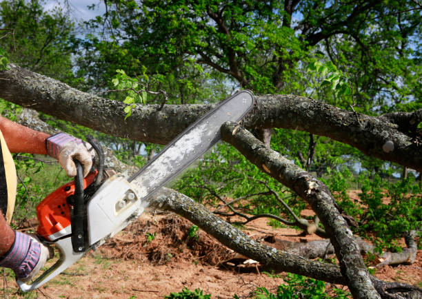 Professional Tree Care in Ford City, CA